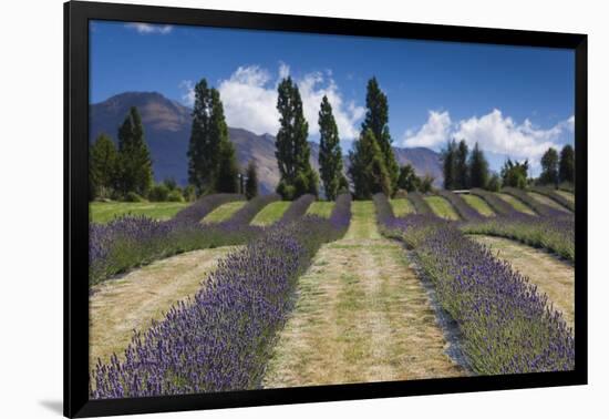 New Zealand, South Island, Otago, Wanaka, lavender farm-Walter Bibikow-Framed Photographic Print