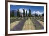 New Zealand, South Island, Otago, Wanaka, lavender farm-Walter Bibikow-Framed Photographic Print