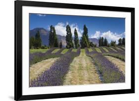 New Zealand, South Island, Otago, Wanaka, lavender farm-Walter Bibikow-Framed Photographic Print