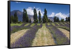 New Zealand, South Island, Otago, Wanaka, lavender farm-Walter Bibikow-Framed Stretched Canvas