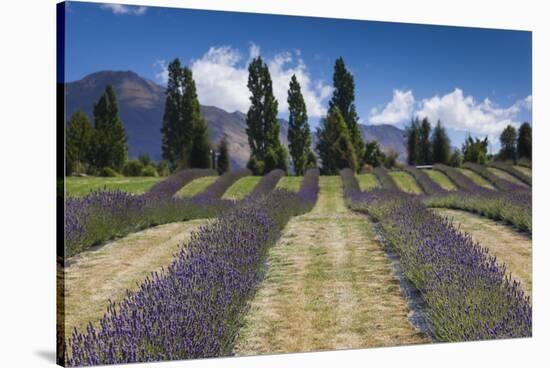 New Zealand, South Island, Otago, Wanaka, lavender farm-Walter Bibikow-Stretched Canvas