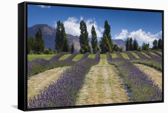 New Zealand, South Island, Otago, Wanaka, lavender farm-Walter Bibikow-Framed Stretched Canvas