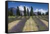 New Zealand, South Island, Otago, Wanaka, lavender farm-Walter Bibikow-Framed Stretched Canvas