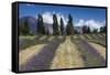 New Zealand, South Island, Otago, Wanaka, lavender farm-Walter Bibikow-Framed Stretched Canvas