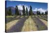 New Zealand, South Island, Otago, Wanaka, lavender farm-Walter Bibikow-Stretched Canvas