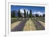 New Zealand, South Island, Otago, Wanaka, lavender farm-Walter Bibikow-Framed Photographic Print