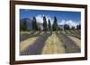 New Zealand, South Island, Otago, Wanaka, lavender farm-Walter Bibikow-Framed Photographic Print