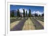 New Zealand, South Island, Otago, Wanaka, lavender farm-Walter Bibikow-Framed Premium Photographic Print