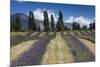 New Zealand, South Island, Otago, Wanaka, lavender farm-Walter Bibikow-Mounted Premium Photographic Print