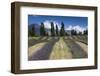 New Zealand, South Island, Otago, Wanaka, lavender farm-Walter Bibikow-Framed Photographic Print