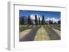 New Zealand, South Island, Otago, Wanaka, lavender farm-Walter Bibikow-Framed Photographic Print