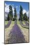 New Zealand, South Island, Otago, Wanaka, lavender farm-Walter Bibikow-Mounted Photographic Print