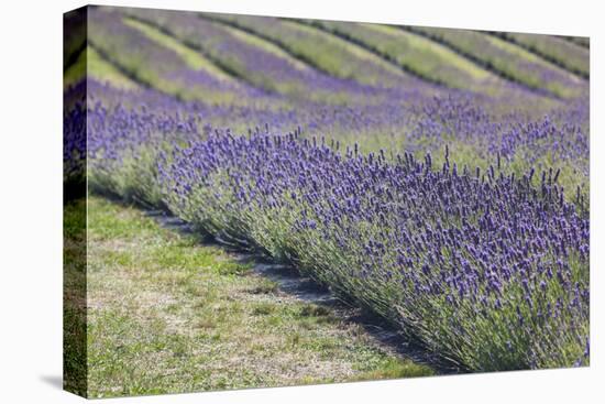 New Zealand, South Island, Otago, Wanaka, lavender farm-Walter Bibikow-Stretched Canvas