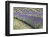 New Zealand, South Island, Otago, Wanaka, lavender farm-Walter Bibikow-Framed Photographic Print