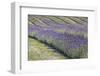 New Zealand, South Island, Otago, Wanaka, lavender farm-Walter Bibikow-Framed Photographic Print