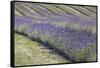 New Zealand, South Island, Otago, Wanaka, lavender farm-Walter Bibikow-Framed Stretched Canvas