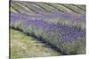 New Zealand, South Island, Otago, Wanaka, lavender farm-Walter Bibikow-Stretched Canvas