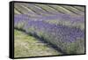 New Zealand, South Island, Otago, Wanaka, lavender farm-Walter Bibikow-Framed Stretched Canvas