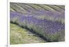 New Zealand, South Island, Otago, Wanaka, lavender farm-Walter Bibikow-Framed Photographic Print