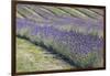 New Zealand, South Island, Otago, Wanaka, lavender farm-Walter Bibikow-Framed Photographic Print