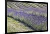 New Zealand, South Island, Otago, Wanaka, lavender farm-Walter Bibikow-Framed Photographic Print