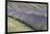 New Zealand, South Island, Otago, Wanaka, lavender farm-Walter Bibikow-Framed Photographic Print