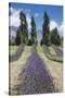 New Zealand, South Island, Otago, Wanaka, lavender farm-Walter Bibikow-Stretched Canvas