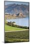 New Zealand, South Island, Otago, Wanaka, vineyard on Lake Wanaka-Walter Bibikow-Mounted Photographic Print