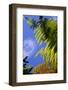 New Zealand, South Island, Ponga Fern, Country Icon-Catharina Lux-Framed Photographic Print