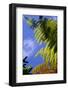 New Zealand, South Island, Ponga Fern, Country Icon-Catharina Lux-Framed Photographic Print