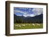 New Zealand, South Island. Sheep grazing in pasture.-Jaynes Gallery-Framed Photographic Print
