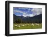 New Zealand, South Island. Sheep grazing in pasture.-Jaynes Gallery-Framed Photographic Print