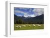 New Zealand, South Island. Sheep grazing in pasture.-Jaynes Gallery-Framed Photographic Print