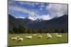 New Zealand, South Island. Sheep grazing in pasture.-Jaynes Gallery-Mounted Photographic Print