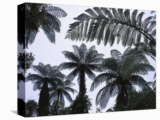 New Zealand, South Island, Tree Ferns, Cyathea Medullaris-Thonig-Stretched Canvas