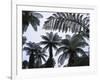 New Zealand, South Island, Tree Ferns, Cyathea Medullaris-Thonig-Framed Photographic Print