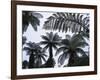 New Zealand, South Island, Tree Ferns, Cyathea Medullaris-Thonig-Framed Photographic Print