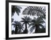 New Zealand, South Island, Tree Ferns, Cyathea Medullaris-Thonig-Framed Photographic Print