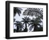 New Zealand, South Island, Tree Ferns, Cyathea Medullaris-Thonig-Framed Photographic Print