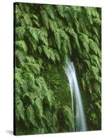 New Zealand, South Island, West Coast, Nature, Vegetation, Waterfall-Thonig-Stretched Canvas