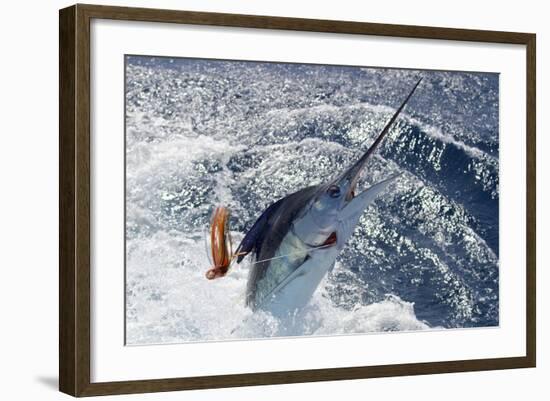 New Zealand Striped Marlin-swordfishmike-Framed Photographic Print