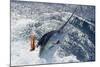 New Zealand Striped Marlin-swordfishmike-Mounted Photographic Print