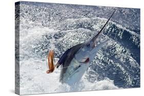 New Zealand Striped Marlin-swordfishmike-Stretched Canvas