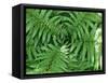 New Zealand Tree Fern, Dicksonia Squarrosa-Paul Owens-Framed Stretched Canvas