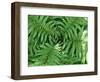 New Zealand Tree Fern, Dicksonia Squarrosa-Paul Owens-Framed Photographic Print