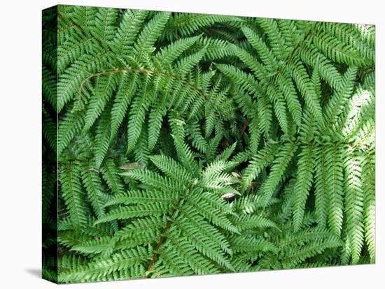 New Zealand Tree Fern, Dicksonia Squarrosa-Paul Owens-Stretched Canvas