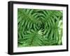 New Zealand Tree Fern, Dicksonia Squarrosa-Paul Owens-Framed Photographic Print