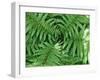 New Zealand Tree Fern, Dicksonia Squarrosa-Paul Owens-Framed Photographic Print