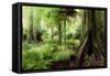 New Zealand Tropical Forest Jungle-STILLFX-Framed Stretched Canvas