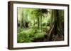 New Zealand Tropical Forest Jungle-STILLFX-Framed Photographic Print